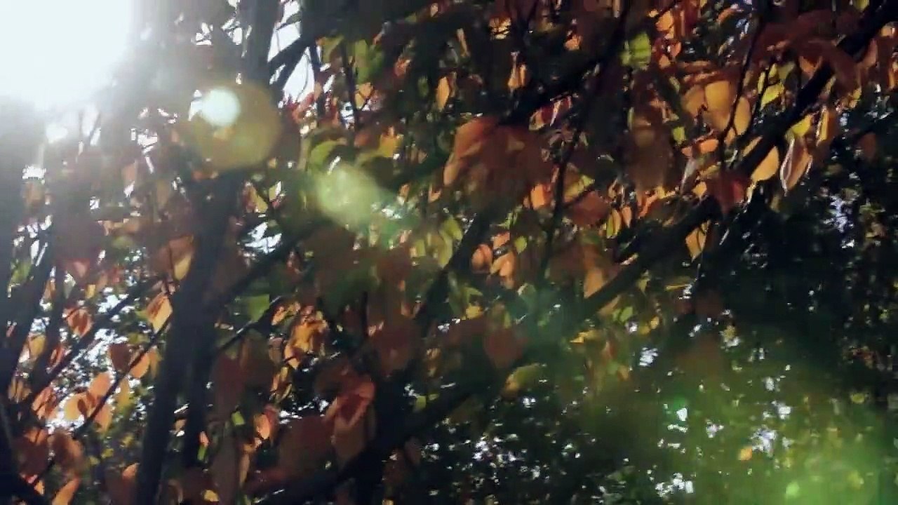 Julie Gayet, protagoniste de clip d'un groupe de rock