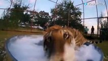 Adorables : deux gros tigres pataugent dans la mousse !