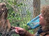 Chili: Nicolas le singe alcoolique, symbole du trafic d'animaux