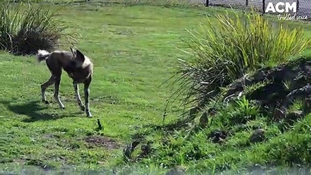 Eight dogs join the pack at Tasmania Zoo | The Examiner | September 2, 2023