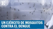HONDURAS | Un ejército de mosquitos modificados para arrinconar al dengue | EL PAÍS