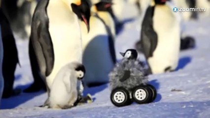 Pour la recherche, ils créent un faux pingouin!