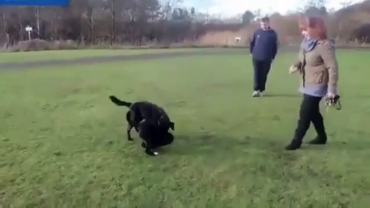 Roo, le chien qui se déplace comme un kangourou