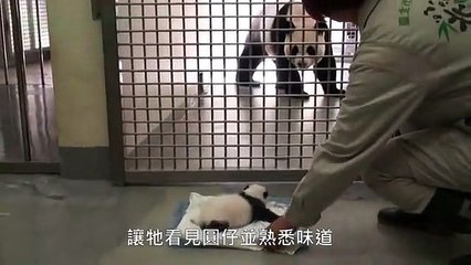 Une maman panda retrouve son bébé