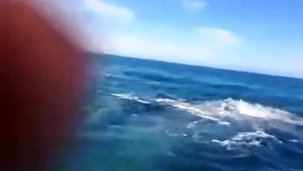 Une femme frappée à la tête par la queue d'une baleine