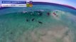 Des dizaines de dauphins filmés en train de faire du surf !