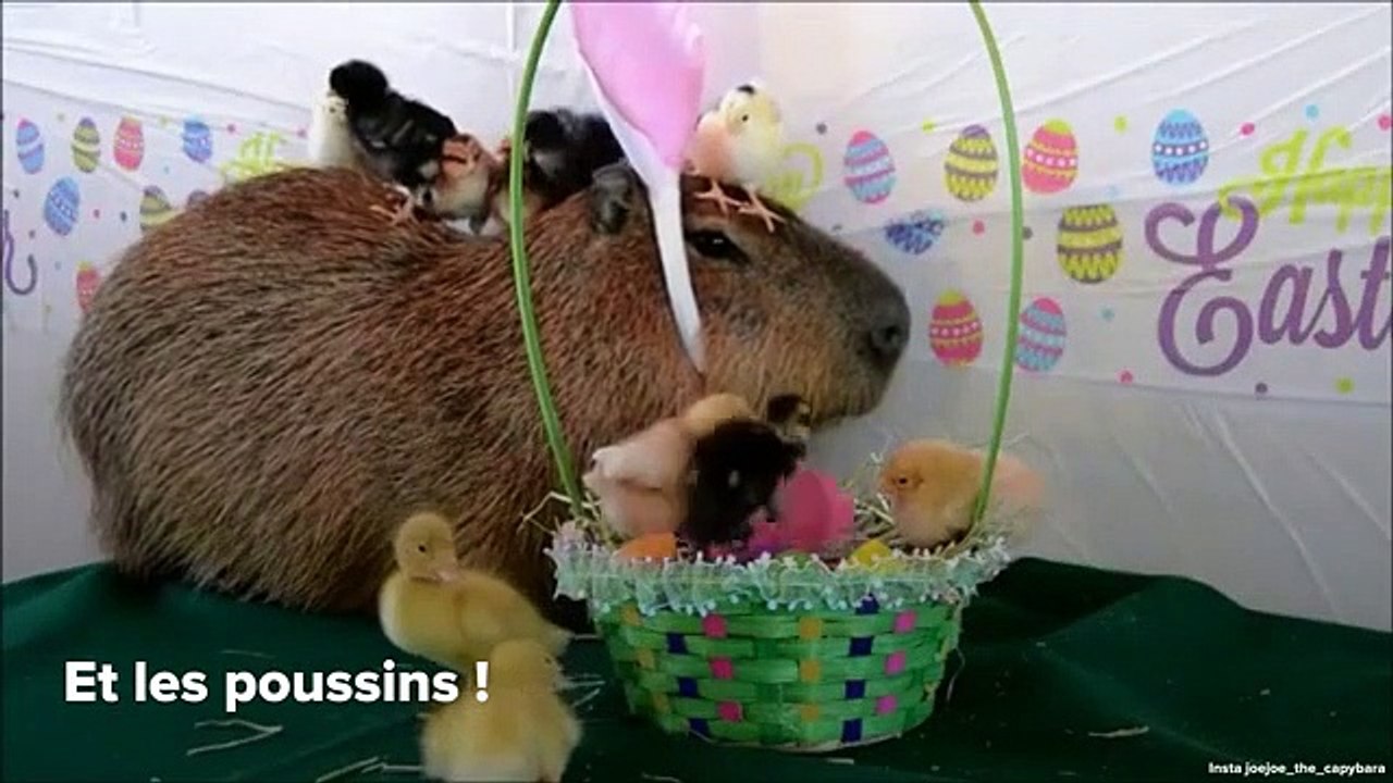INSTACUTE : JoeJoe le capybara le plus mignon d’Instagram !