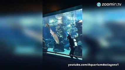 Les requins, eux aussi, ont besoin de câlins