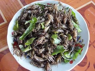 Grillons et vers, espoir des enfants du Laos mal nourris... et de la planète