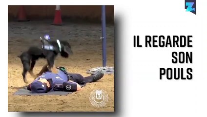 Le chien de police qui sauve des vies