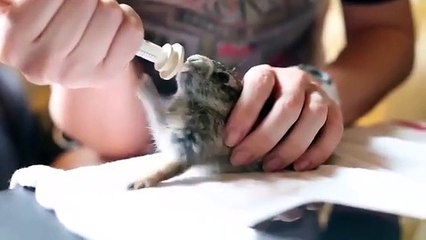 Un adorable bébé lapin très heureux de boire son lait