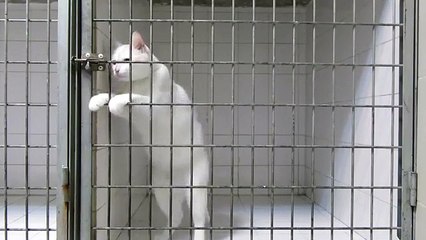 Un chat roi de l'évasion