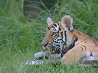 The Awesome Pawsome tiger scene Giovanni music mix