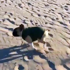 La gamelle d'un chien sur le sable