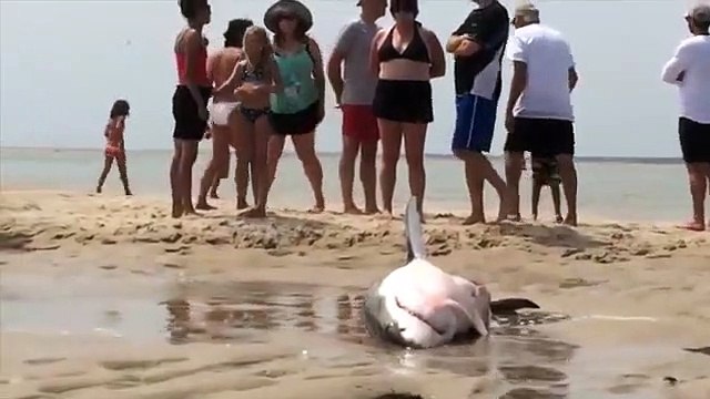 Etats-Unis : un grand requin blanc échoué sur une plage sauvé par des touristes