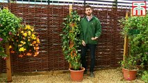 Le TomTato, ou la plante qui produit tomates et pommes de terre