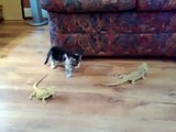 Un chaton rencontre deux lézards et devient fou
