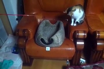 Un chat essaye de pêcher un autre chat avec une canne à pêche