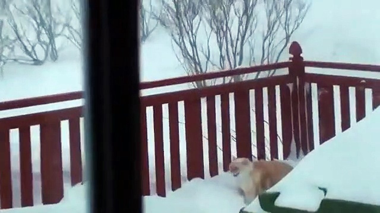 Un chat détruit un mur de neige !