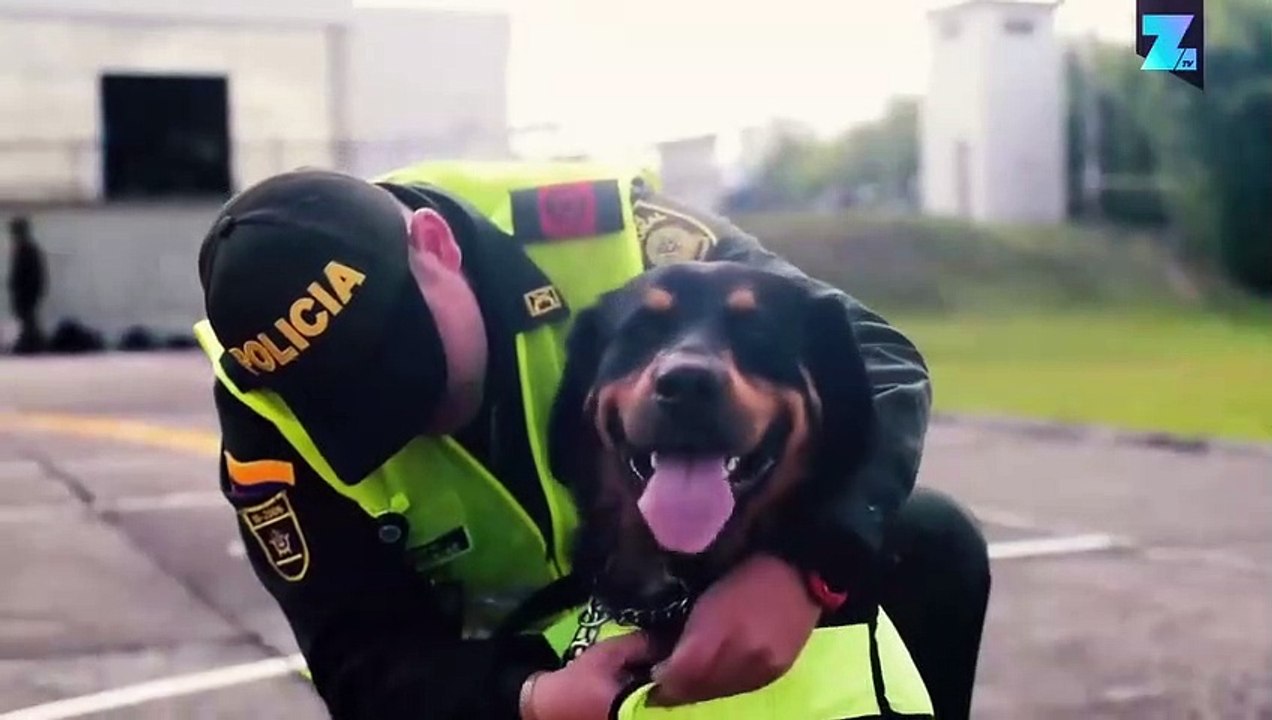 Une équipe de chiens policiers pas comme les autres