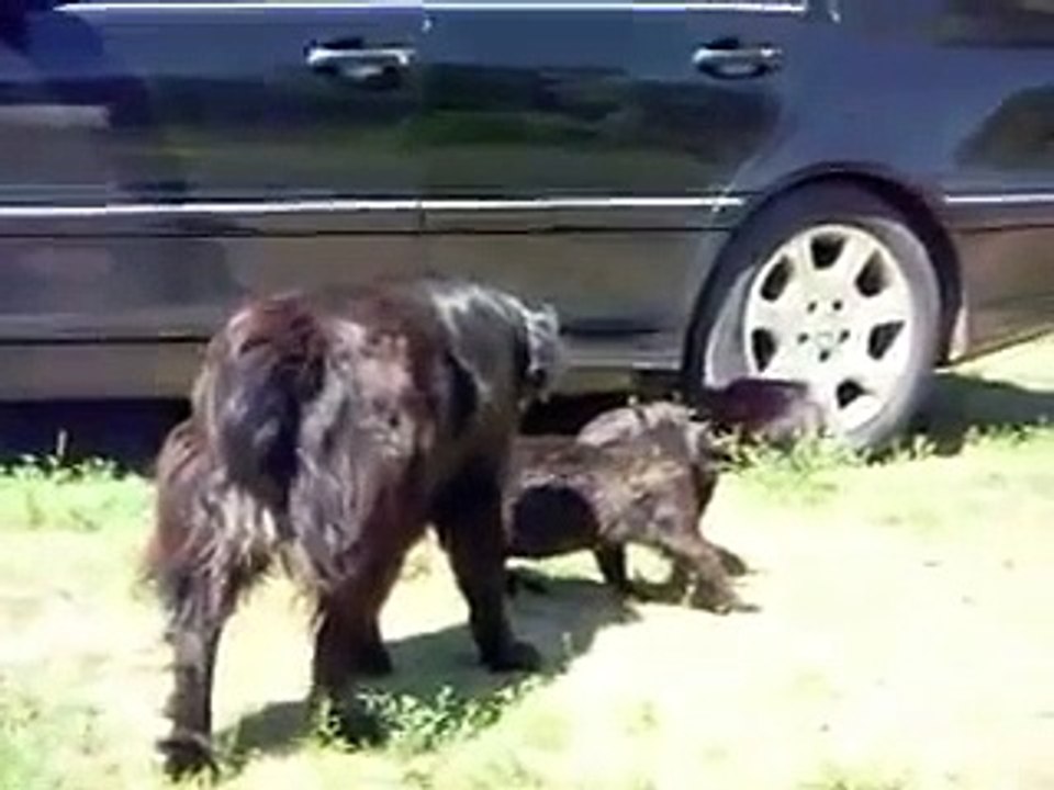 Des chiens séparent deux chats en train de se battre