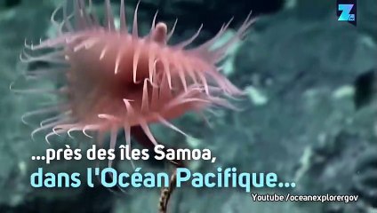 Surprise à 3770 m sous l'eau : une plante carnivore