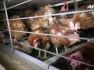 Poules: après la vidéo de L214, l'élevage de l'Ain sera vidé