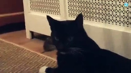 Ce chat n'a vraiment pas l'instinct du chasseur !