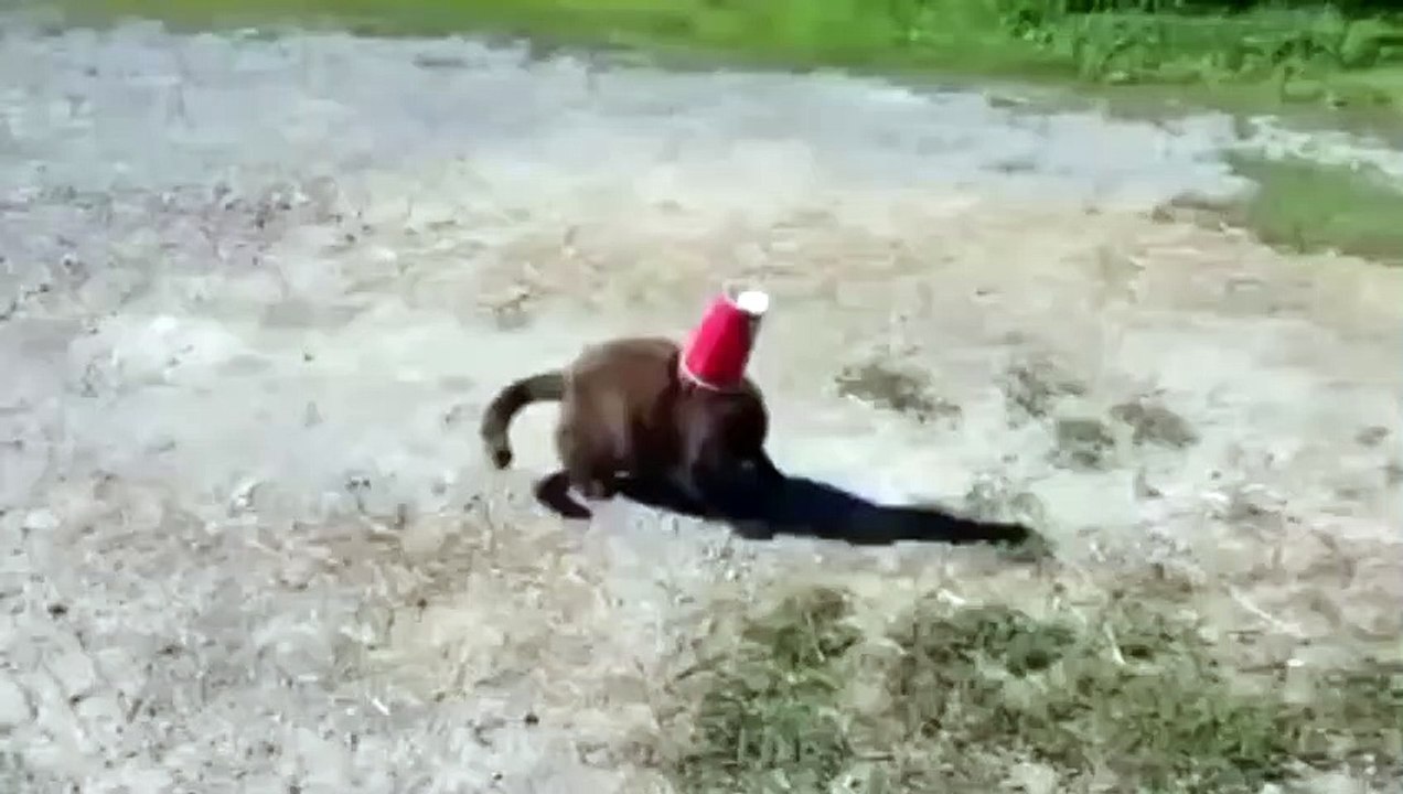 Un chien porte secours à un chat qui a la tête coincée dans un gobelet