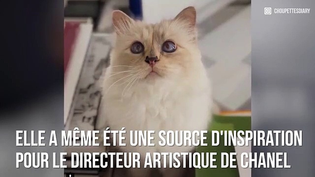 Choupette : Le chat star de Karl Lagerfeld !