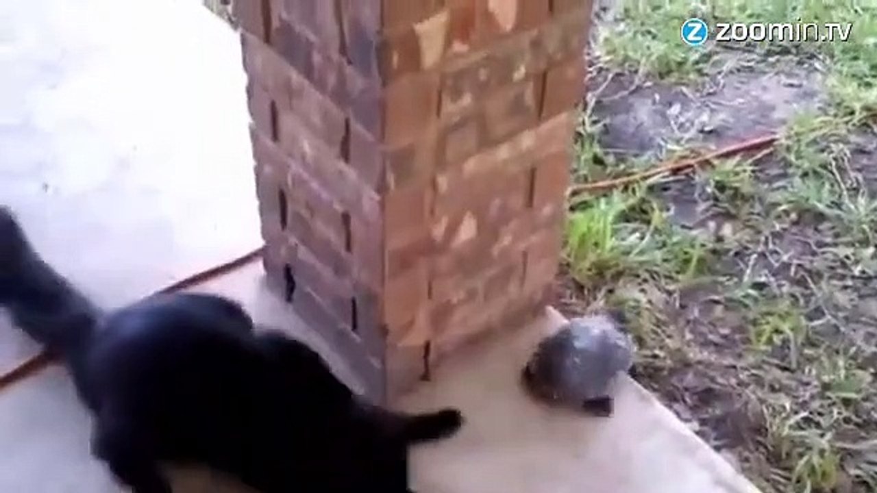 Cache-cache inattendu entre deux bébêtes