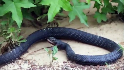 Un serpent recrache un autre serpent... vivant !