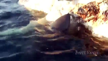 Choc : un cachalot mort dévoré par cinq requins