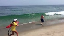 Panique à la plage : un requin attaque un phoque près des baigneurs !
