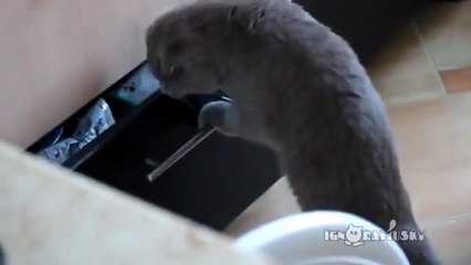 Un chat voleur prit sur le vif