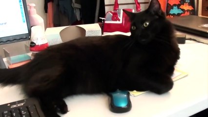 Travailler à la maison avec des chats... impossible !