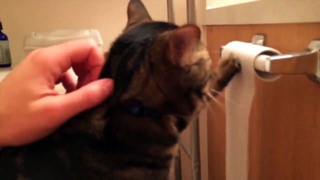 Voici le chat qui déroule votre papier toilette