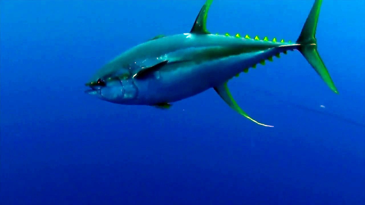 Ce plongeur se fait surprendre par un Requin-baleine