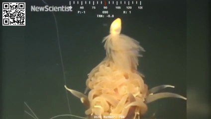 Flying spaghetti monster' found lurking in the depths of South Atlantic Ocean