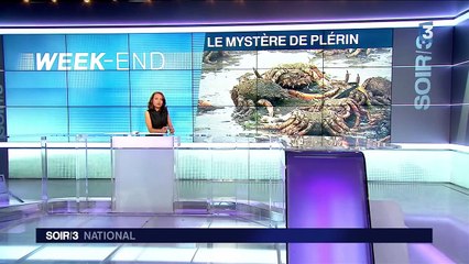 Des araignées de mer échouées en Bretagne