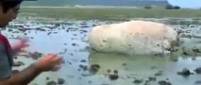 Japon : une étrange créature (ou pas) retrouvée sur une plage après le tsunami