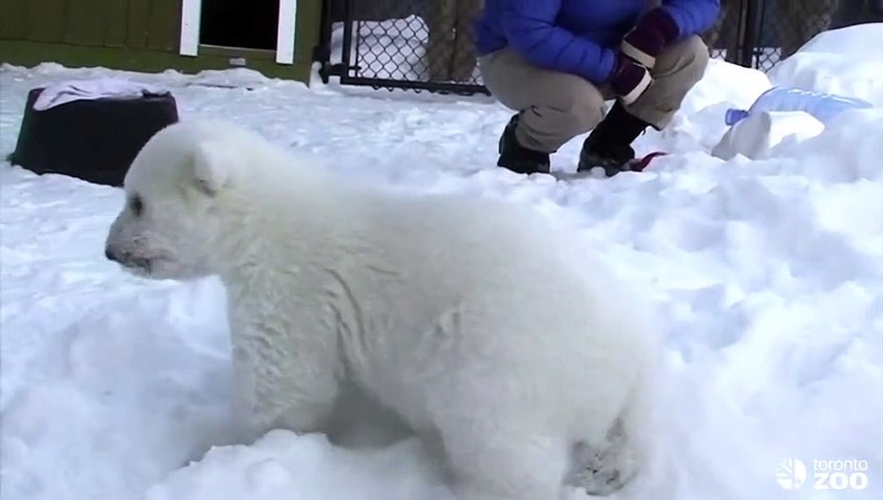 Un ourson polaire star du zoo de Toronto