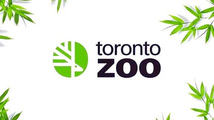 Ce panda s'amuse à se rouler dans la neige !