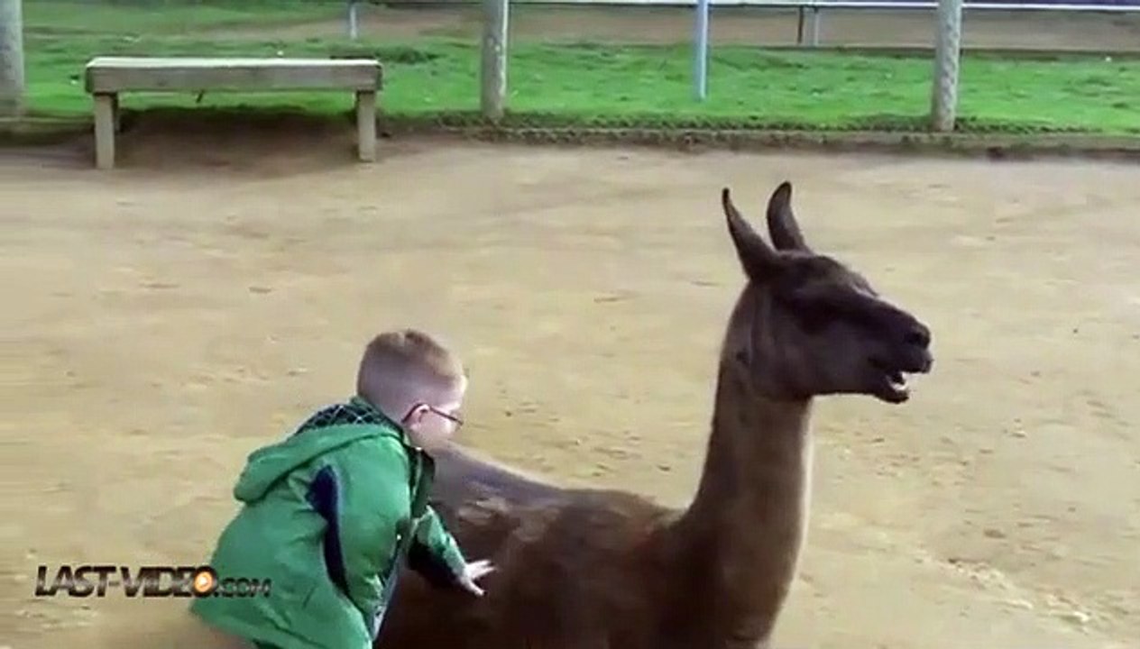 Un enfant se fait cracher dessus par un lama