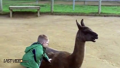 Un enfant se fait cracher dessus par un lama