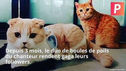 INSTACUTE : Les célèbres chats d’Ed Sheeran