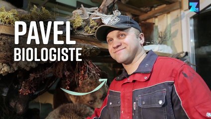 Couples d'animaux en rut...mais pourquoi ?