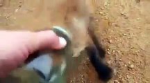 Un bébé renard coincé dans un bocal demande de l'aide