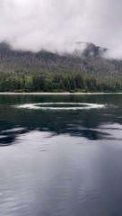 Orcas Put On A Show For Whale-Watchers