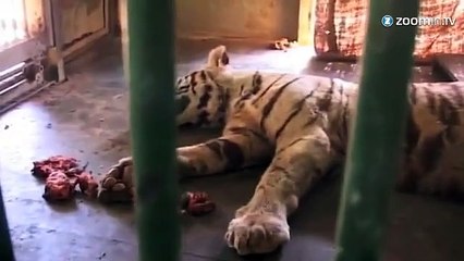Choc: un tigre blanc tué par un cobra !